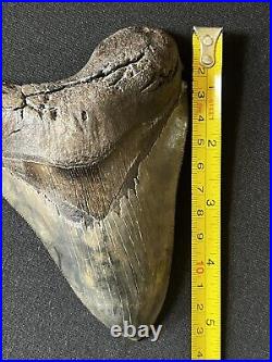 5.3 Inch Killer Megalodon Tooth For Sale With Fossil Whale Bone Bite Marks