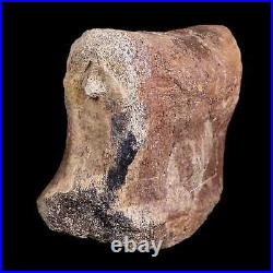 5.3 Triceratops Fossil Toe Bone Hell Creek FM Cretaceous Dinosaur MT COA Stand