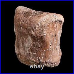 5.3 Triceratops Fossil Toe Bone Hell Creek FM Cretaceous Dinosaur MT COA Stand