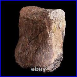 5.3 Triceratops Fossil Toe Bone Hell Creek FM Cretaceous Dinosaur MT COA Stand