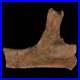 5.4 Dromaeosaurid Raptor Fossil Rib Bone Cretaceous Dinosaur Hell Creek MT COA