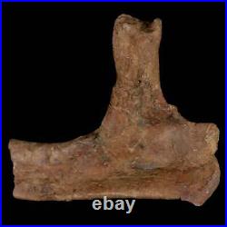 5.4 Dromaeosaurid Raptor Fossil Rib Bone Cretaceous Dinosaur Hell Creek MT COA