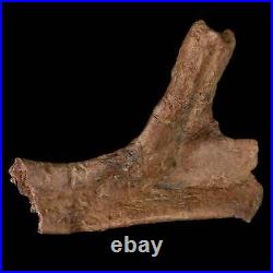 5.4 Dromaeosaurid Raptor Fossil Rib Bone Cretaceous Dinosaur Hell Creek MT COA