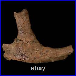 5.4 Dromaeosaurid Raptor Fossil Rib Bone Cretaceous Dinosaur Hell Creek MT COA