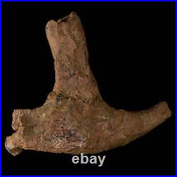 5.4 Dromaeosaurid Raptor Fossil Rib Bone Cretaceous Dinosaur Hell Creek MT COA