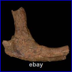 5.4 Dromaeosaurid Raptor Fossil Rib Bone Cretaceous Dinosaur Hell Creek MT COA