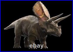 5.4 Torosaurus Fossil Metatarsal Bone Lance Creek FM Cretaceous WY Dinosaur COA