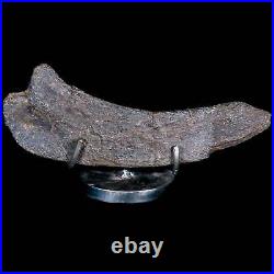 5.5 Hypacrosaurus Dinosaur Fossil Rib Bone Two Medicine FM Cretaceous MT COA