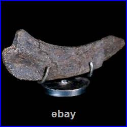 5.5 Hypacrosaurus Dinosaur Fossil Rib Bone Two Medicine FM Cretaceous MT COA