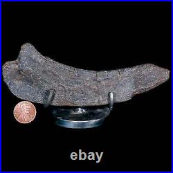 5.5 Hypacrosaurus Dinosaur Fossil Rib Bone Two Medicine FM Cretaceous MT COA