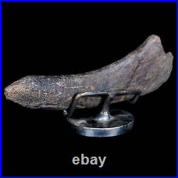 5.5 Hypacrosaurus Dinosaur Fossil Rib Bone Two Medicine FM Cretaceous MT COA