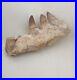 5.9 Inches Authentic Mosasaurus Fossilized Teeth in Jaw Bone Morocco Cretaceous