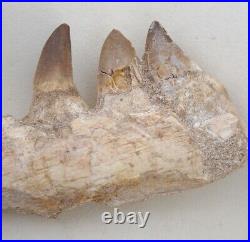 5.9 Inches Authentic Mosasaurus Fossilized Teeth in Jaw Bone Morocco Cretaceous