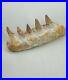5.9 Inches Jaw's Mosasaurus Fossilized Teeth in Jaw Bone Morocco Cretaceous