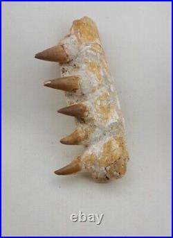 5.9 Inches Jaw's Mosasaurus Fossilized Teeth in Jaw Bone Morocco Cretaceous