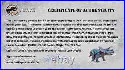 5.9 Triceratops Fossil Skull Frill Bone Lance Creek FM Cretaceous Dinosaur WY