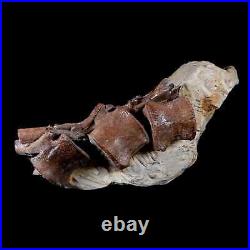 5 Corythosaurus Dinosaur Fossil Tail Vertebrae Bones And Tendons In Matrix COA