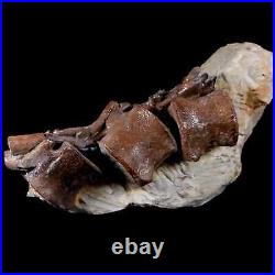 5 Corythosaurus Dinosaur Fossil Tail Vertebrae Bones And Tendons In Matrix COA