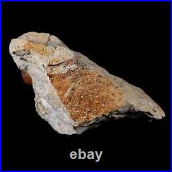 5 Corythosaurus Dinosaur Fossil Tail Vertebrae Bones And Tendons In Matrix COA