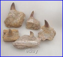 5 PC's Authentic Rare Mosasaur Jaw Fossil Teeth Jaw Bone Cretaceous Dinosaur