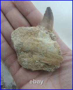 5 PC's Authentic Rare Mosasaur Jaw Fossil Teeth Jaw Bone Cretaceous Dinosaur