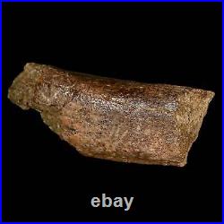 5 Triceratops Fossil Rib Bone Lance Creek FM Cretaceous Dinosaur Wyoming COA