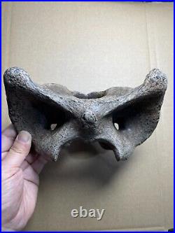 595g huge Ice Age herbivorous mammal vertebra bone specimen Pleistocene