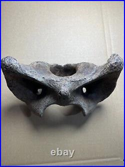 595g huge Ice Age herbivorous mammal vertebra bone specimen Pleistocene