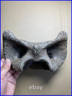 595g huge Ice Age herbivorous mammal vertebra bone specimen Pleistocene