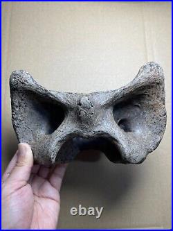 595g huge Ice Age herbivorous mammal vertebra bone specimen Pleistocene