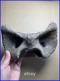 595g huge Ice Age herbivorous mammal vertebra bone specimen Pleistocene