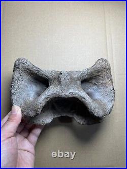 595g huge Ice Age herbivorous mammal vertebra bone specimen Pleistocene