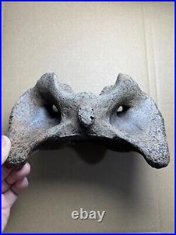 595g huge Ice Age herbivorous mammal vertebra bone specimen Pleistocene