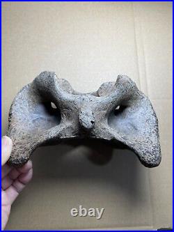 595g huge Ice Age herbivorous mammal vertebra bone specimen Pleistocene