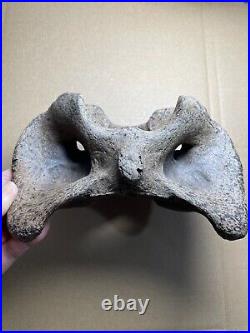 595g huge Ice Age herbivorous mammal vertebra bone specimen Pleistocene