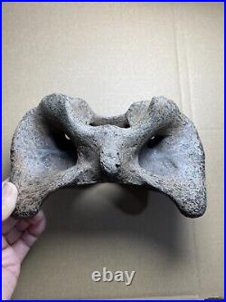 595g huge Ice Age herbivorous mammal vertebra bone specimen Pleistocene