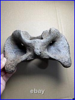 595g huge Ice Age herbivorous mammal vertebra bone specimen Pleistocene