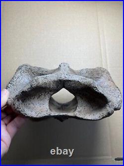 595g huge Ice Age herbivorous mammal vertebra bone specimen Pleistocene