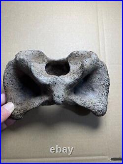 595g huge Ice Age herbivorous mammal vertebra bone specimen Pleistocene