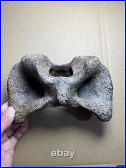 595g huge Ice Age herbivorous mammal vertebra bone specimen Pleistocene