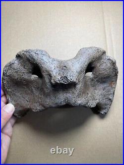 595g huge Ice Age herbivorous mammal vertebra bone specimen Pleistocene