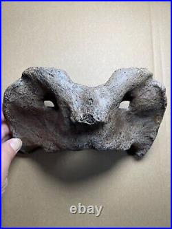 595g huge Ice Age herbivorous mammal vertebra bone specimen Pleistocene