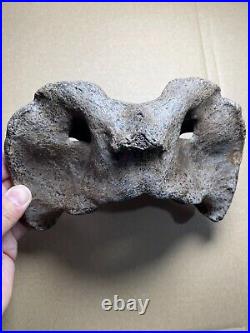 595g huge Ice Age herbivorous mammal vertebra bone specimen Pleistocene