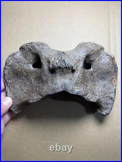 595g huge Ice Age herbivorous mammal vertebra bone specimen Pleistocene