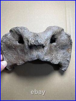 595g huge Ice Age herbivorous mammal vertebra bone specimen Pleistocene