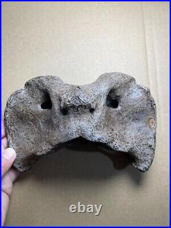 595g huge Ice Age herbivorous mammal vertebra bone specimen Pleistocene