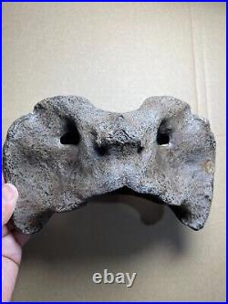 595g huge Ice Age herbivorous mammal vertebra bone specimen Pleistocene