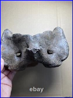 595g huge Ice Age herbivorous mammal vertebra bone specimen Pleistocene