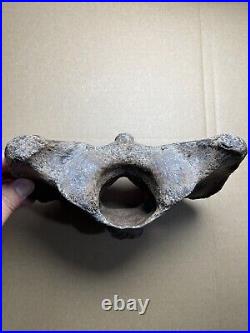 595g huge Ice Age herbivorous mammal vertebra bone specimen Pleistocene