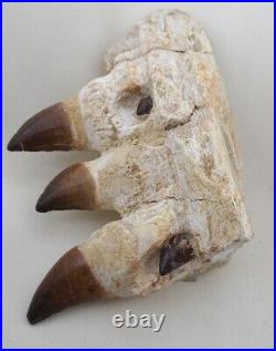 6.2 Inches Jaw's Mosasaurus Fossilized Teeth in Jaw Bone Morocco Cretaceous